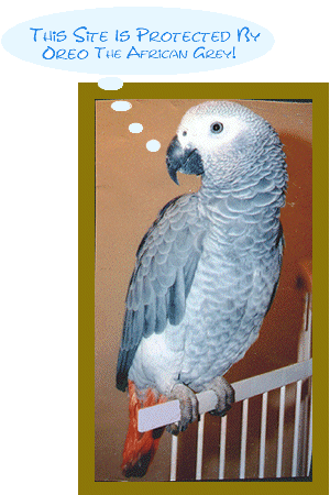 Oreo the Beautiful Site Patrol...Watch out, looks can be deceiving!  She knows Tae Kwon-Do.